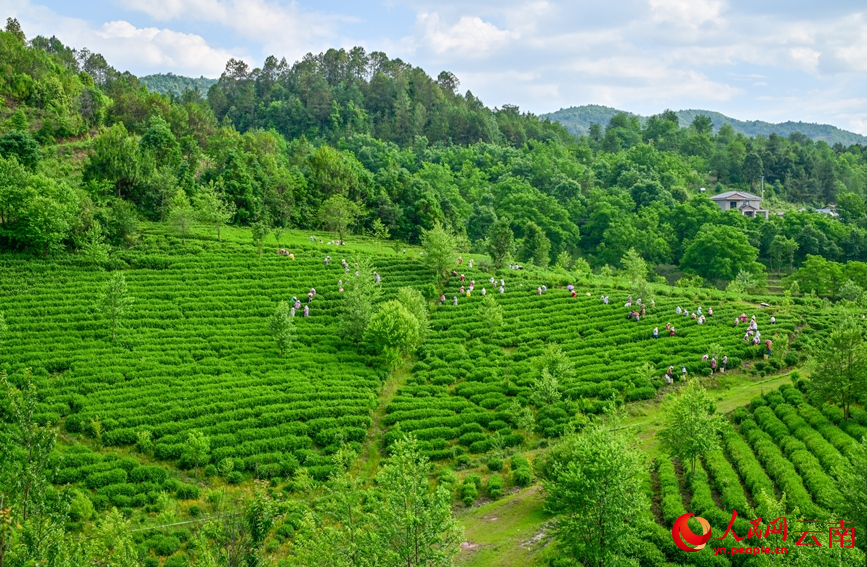 6月7日，云南漾濞大浪坝，茶农在采摘茶叶。常世伟摄