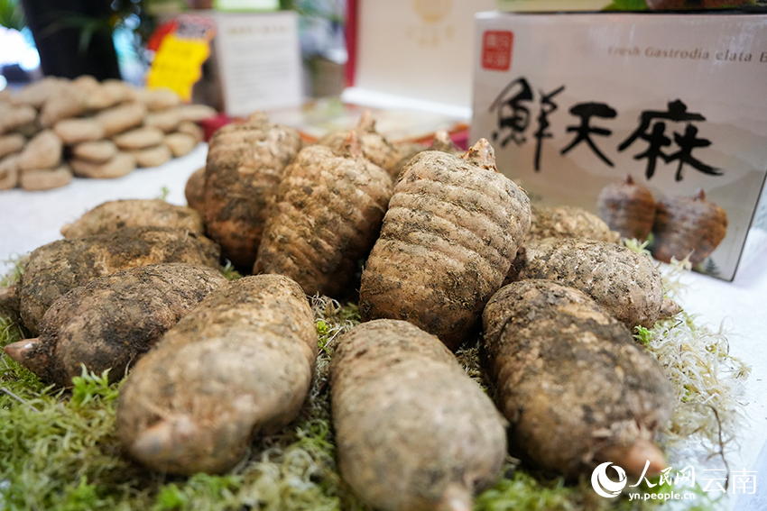 展会上展出的昭通天麻。人民网记者 李发兴摄