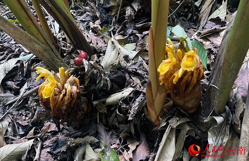 林下的草果刚过了花期。人民网记者-程浩摄
