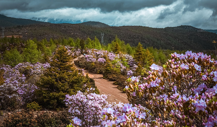 赛事沿途风景。主办方供图 