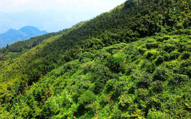麻栗坡古树茶茶山。