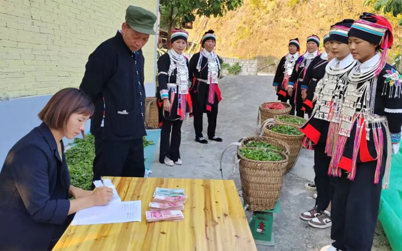 茶厂收购茶农茶叶。
