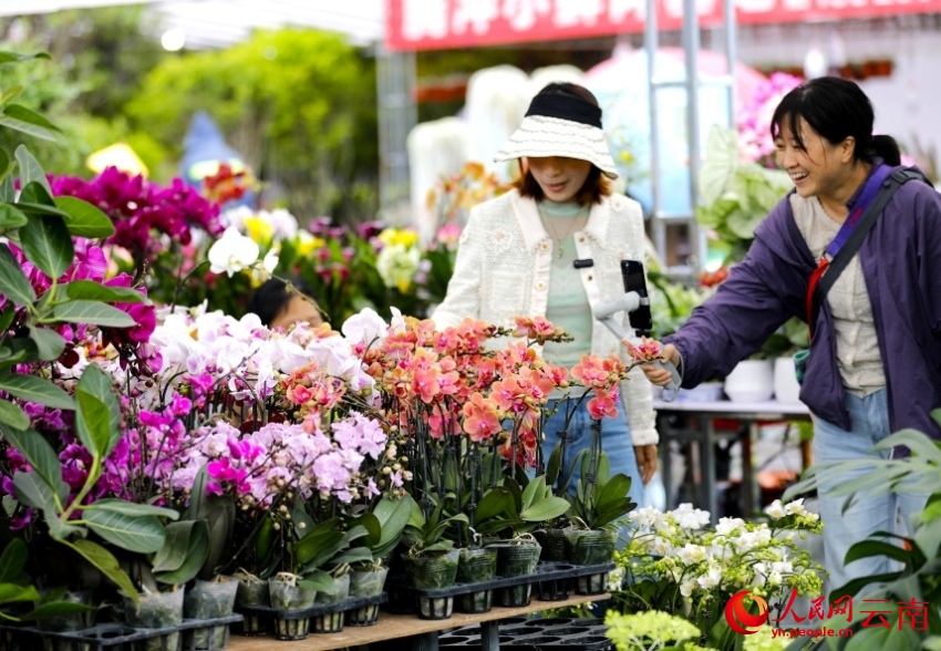 市民在腾冲端阳花街上赏花拍照。官智钦摄