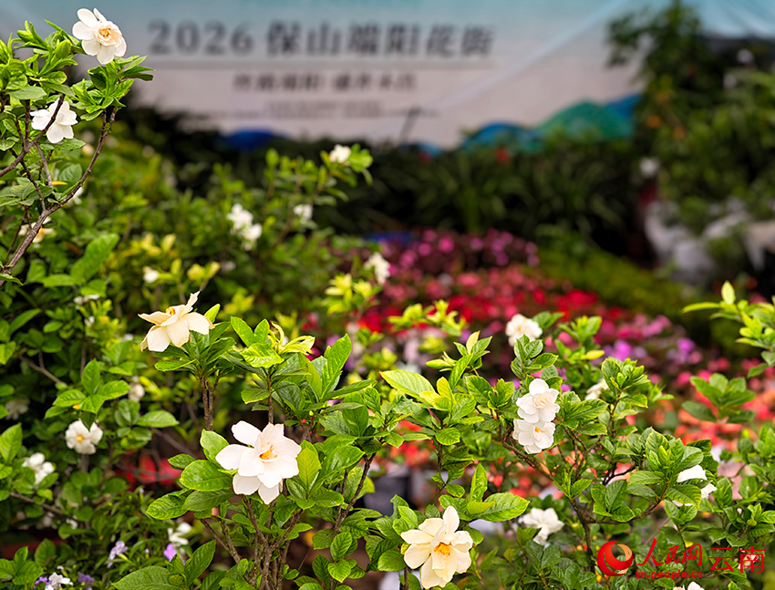 【1】端阳花街上的栀子花。人民网--尹馨摄