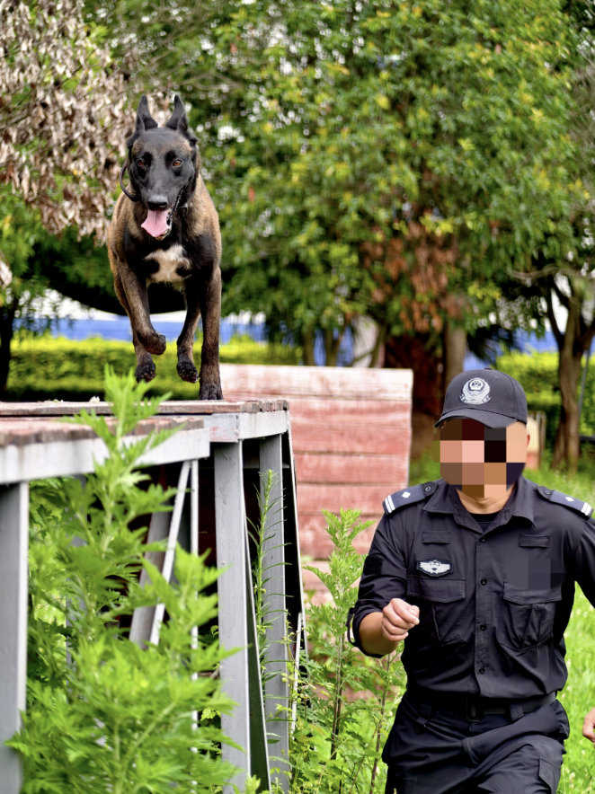 布鲁训练画面。楚雄警方供图