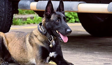 缉毒犬守候受伤民警半年 重逢一刻让人泪目