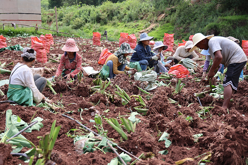 村民在地里采收水果芋头。高丹摄