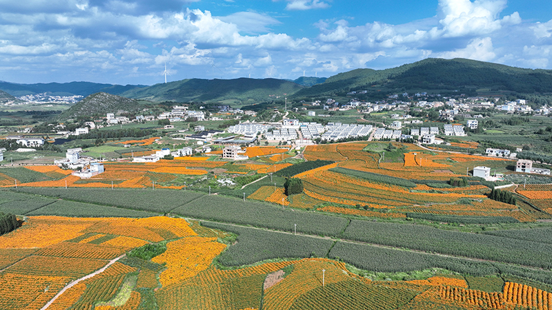师宗县雄壁镇下鸭子塘村万寿菊种植基地。