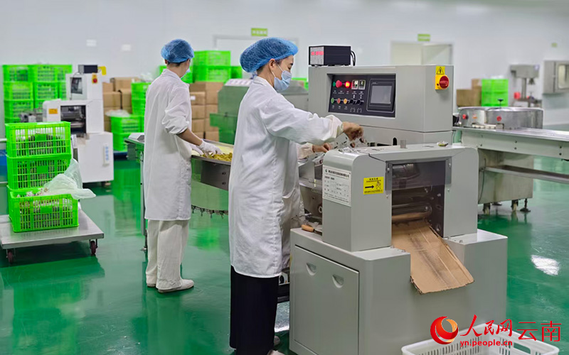 【6】红河味来食品有限公司加工车间里，工人在加工果干。人民网-尹馨摄