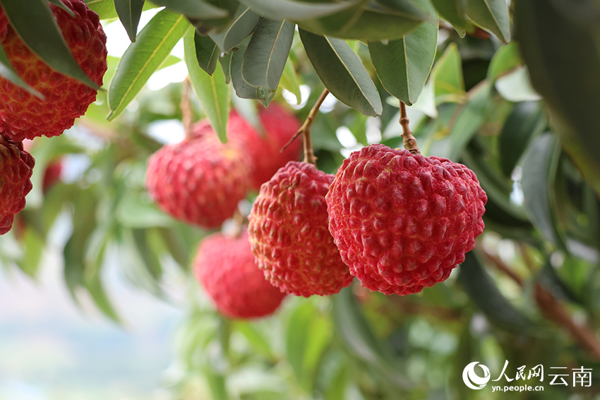 红河县种植的“荔枝王”。毛敬华摄
