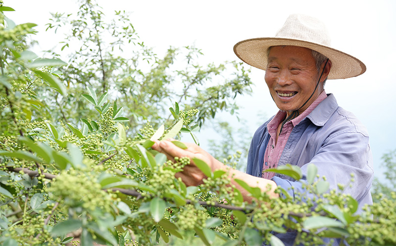 农户察看花椒长势,脸上洋溢着喜悦。--2026年6月23日-孙世彪摄