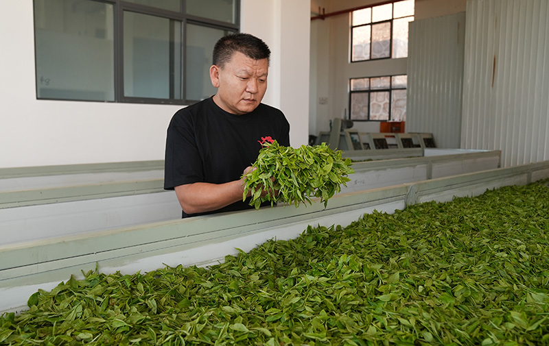 岳宋乡茶农正在沪滇援建的加工厂里制作加工刚采摘的茶叶。李毅摄