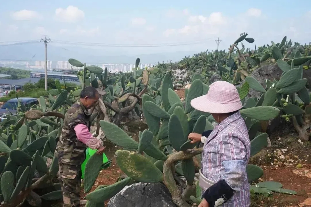 庄子田村仙人掌种植基地 图片来源：文山州融媒体中心