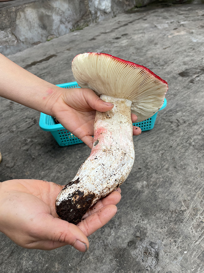 村民捡拾到的红菇。景东县融媒体中心供图