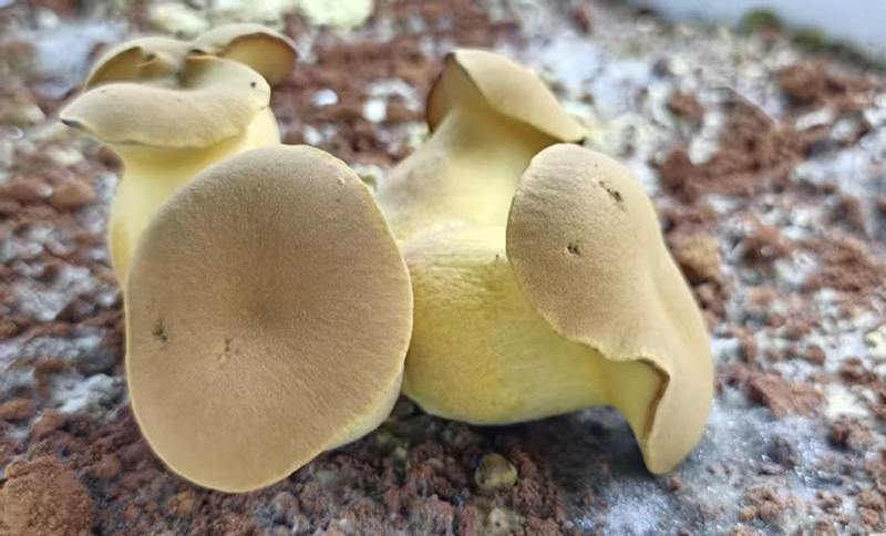 人工培育的见手青。来源:南华县委宣传部