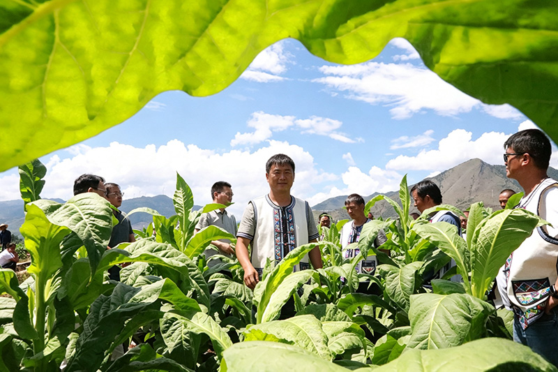 田间课堂-陈绍艳摄