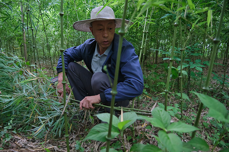 竹农胡安甫管护筇竹林。武琛蕊摄