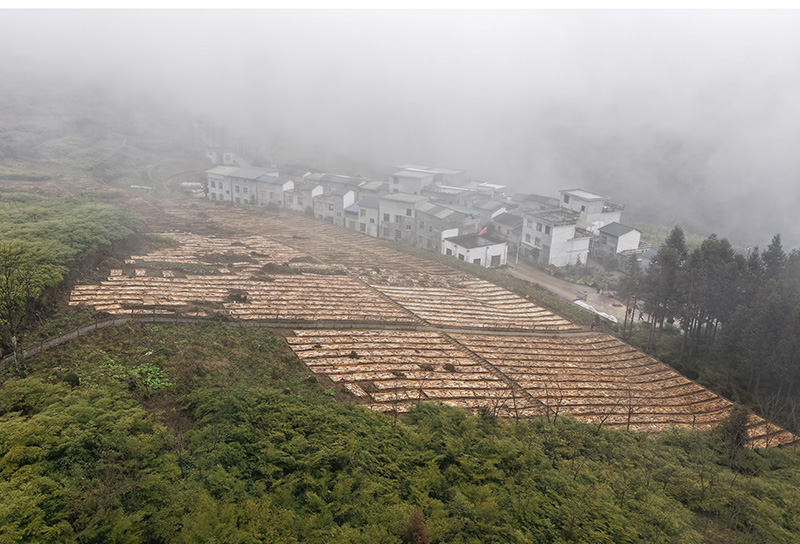 老街村民小组毛慈菇中药材种植基地（2025年12月30日陈绍金拍摄）-(5)