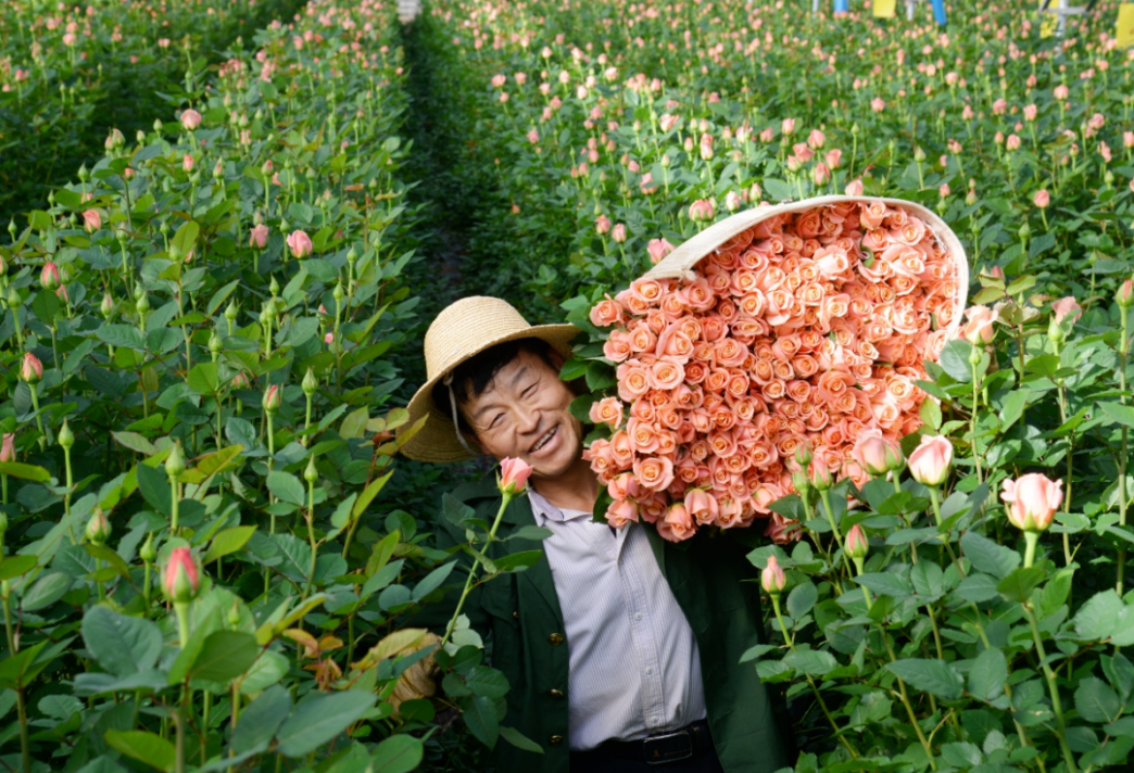 花农在昆明晋宁康龙花卉种植基地里采收玫瑰。（杨崇云 摄）