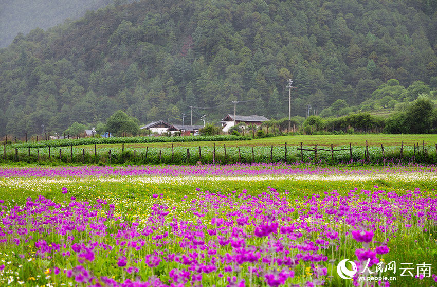 盛夏时节，丽江九子海风景如画。和俭摄