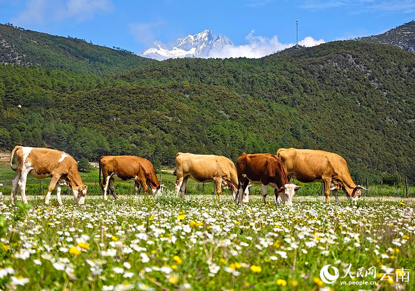 盛夏时节，丽江九子海风景如画。和俭摄
