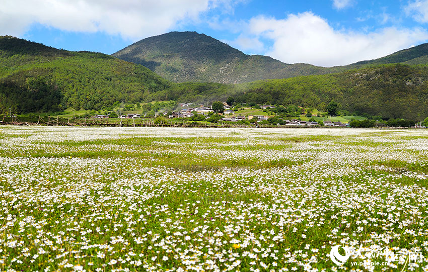 盛夏时节，丽江九子海风景如画。和俭摄