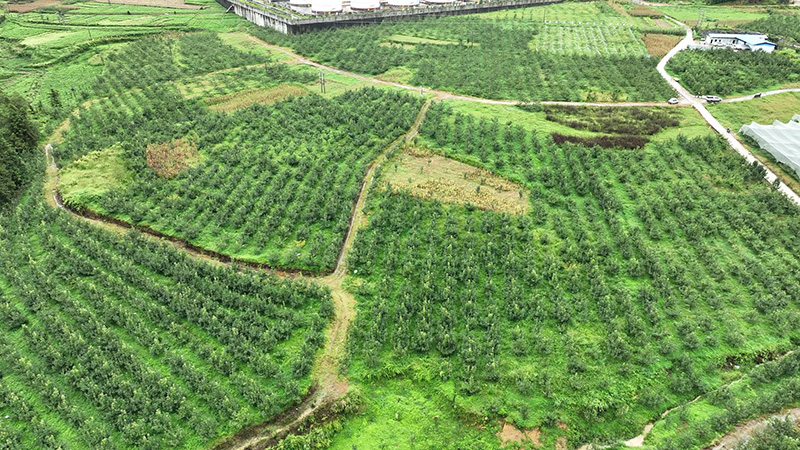 珠街长冲梨基地。