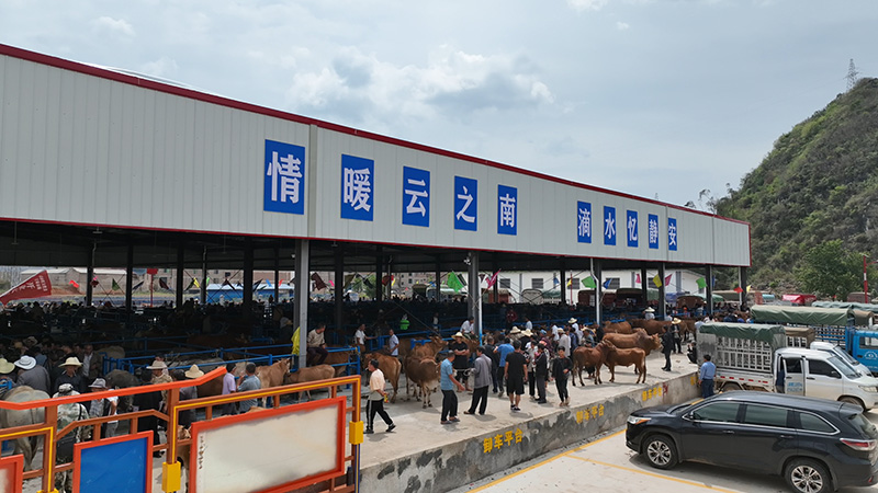 珠琳镇大牲畜交易市场