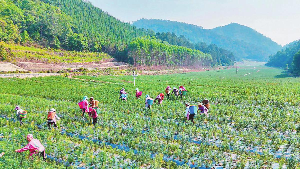 广南县莲城镇平山社区村民在基地务工。