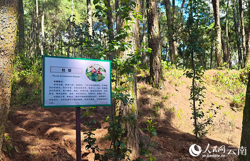 【3】昌宁县观音山国社合作林场林下种植的中药材。人民网-尹馨摄