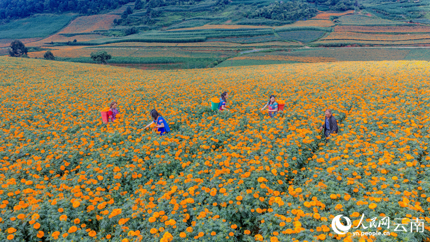 丘北县树皮彝族乡小龙树村万寿菊种植基地，花农在采收万寿菊。熊平祥摄