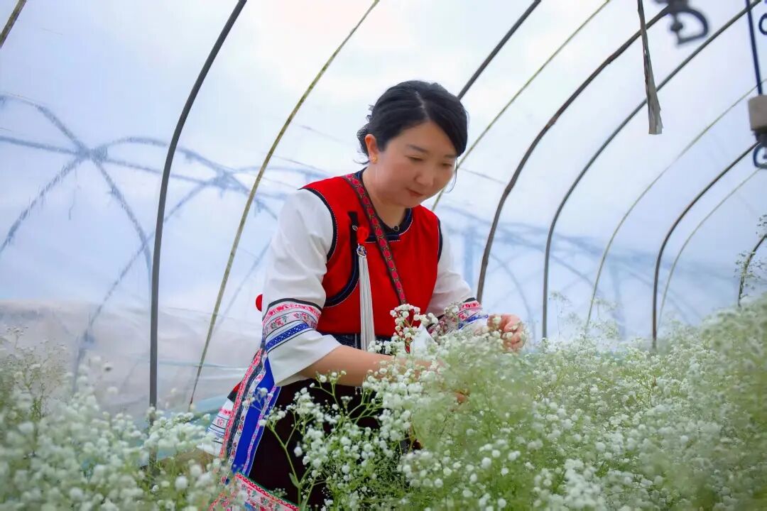 楊萍在種植基地檢查鮮花生長情況。