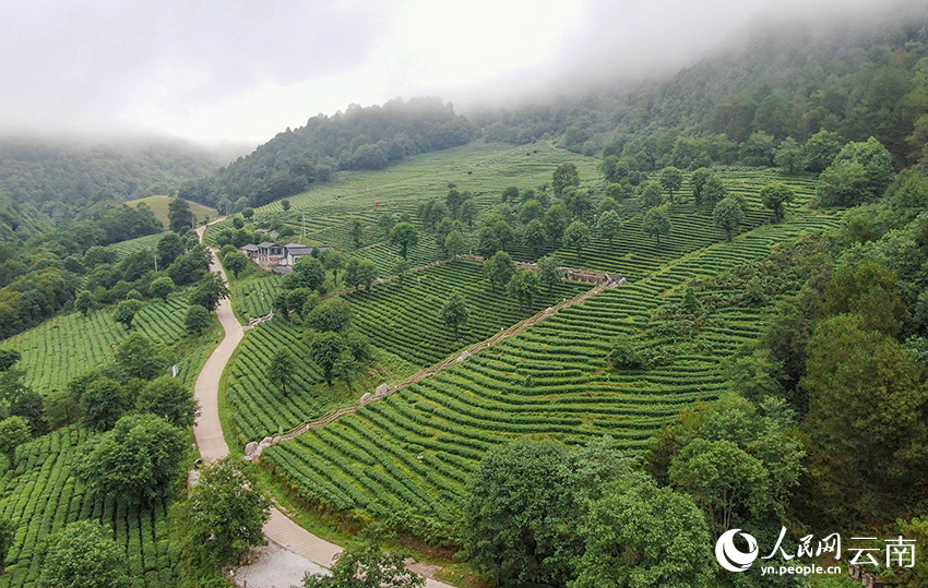 云南大理永平大坪坦茶园夏日风景。字正张摄