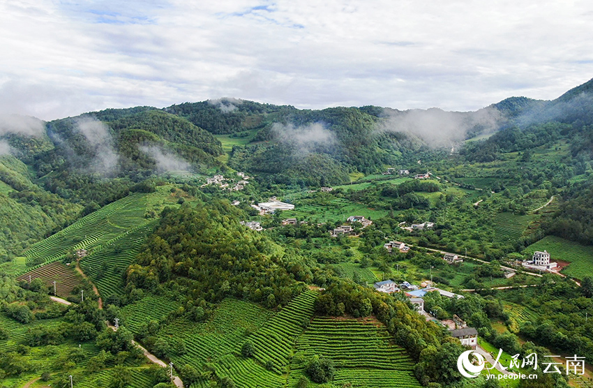 云南大理永平大坪坦茶园夏日风景。字正张摄