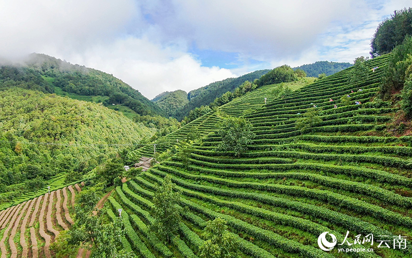 云南大理永平大坪坦茶园夏日风景。字正张摄