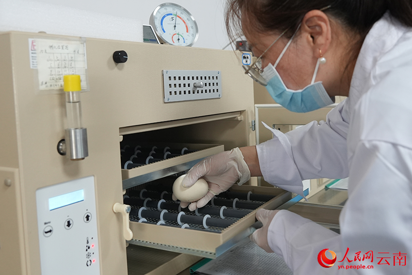 云南省野生动植物救护繁育中心工作人员将种蛋放入孵化箱,开始人工孵化。人民网记者 李发兴摄