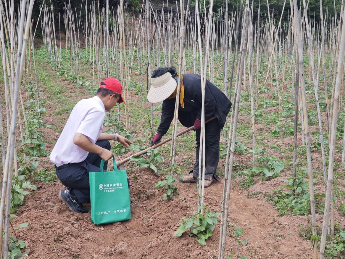 兰坪支行客户经理张堂福正在和农户查看花芸豆生长情况