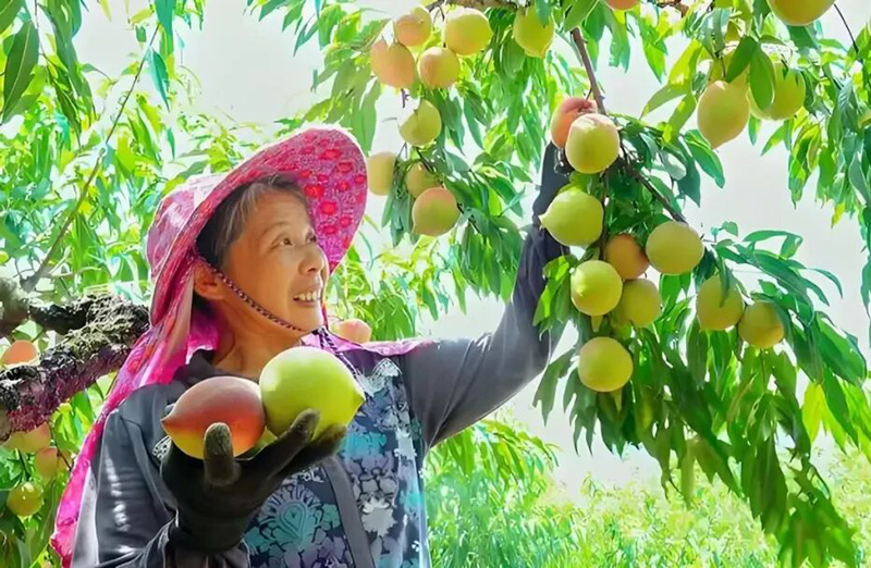 农户正在采摘鹰嘴桃。
