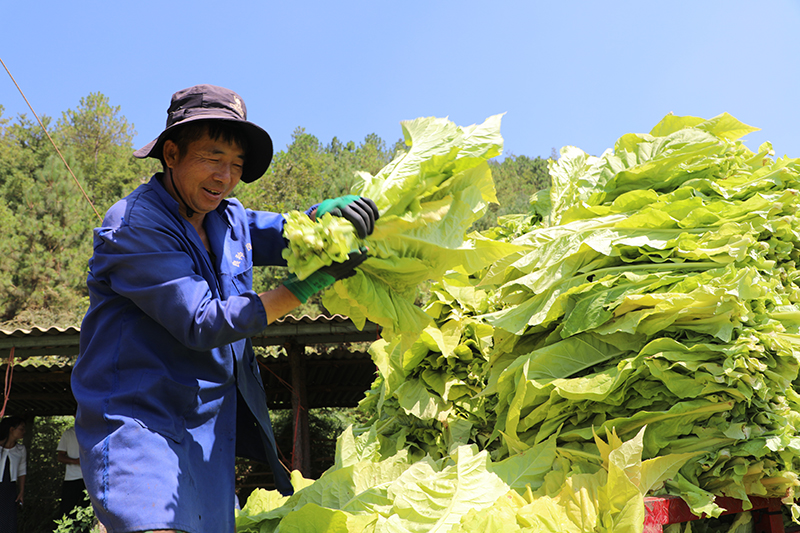 农户采收烤烟。陈绍艳摄