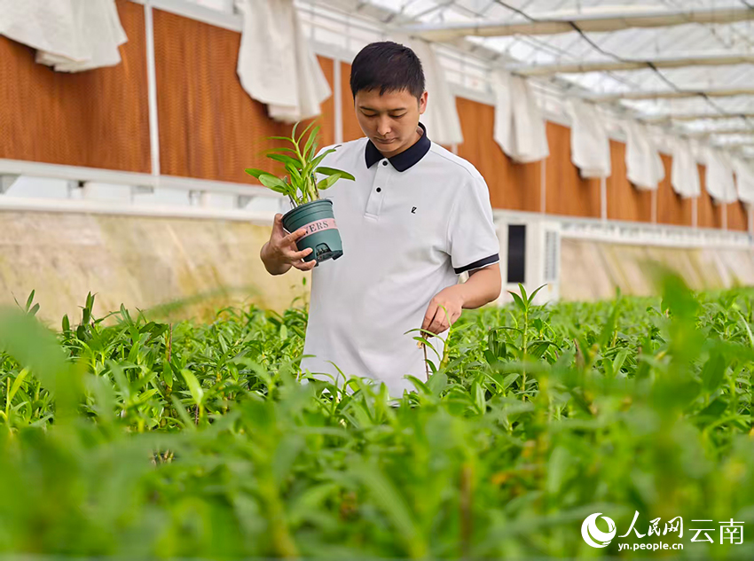 【1】蒋德凡在石斛花卉种植基地里查看石斛的生长状况。人民网-尹馨摄