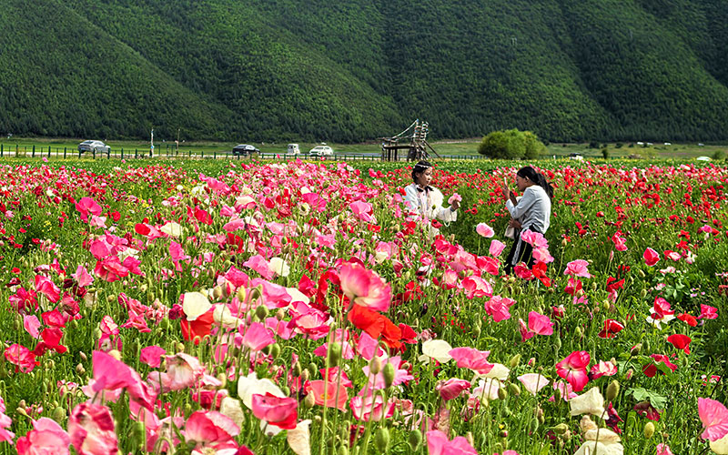 在云南香格里拉纳帕海，邂逅冰岛虞美人花海