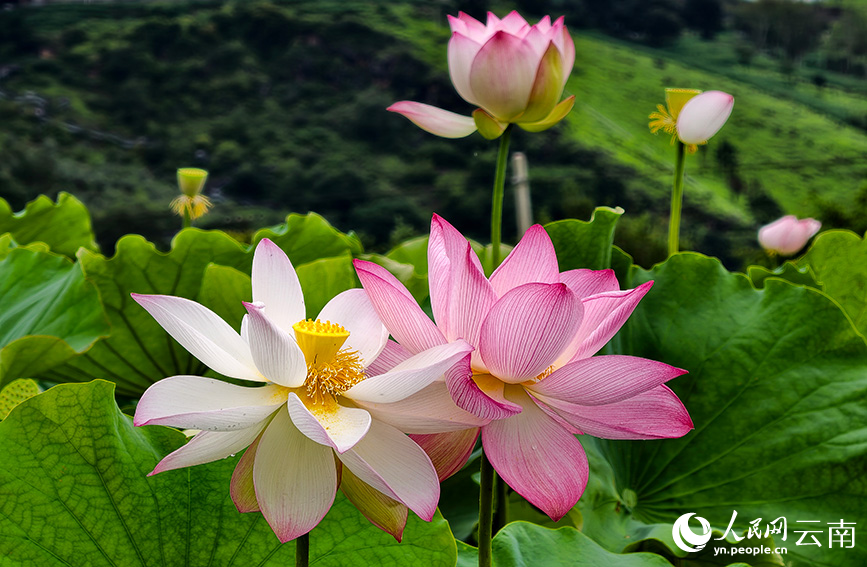 荷花綻放。和儉攝