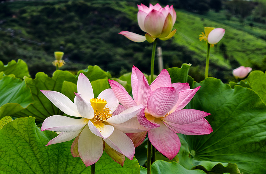 云南丽江：荷塘秋韵入画来 一池青翠醉三川
