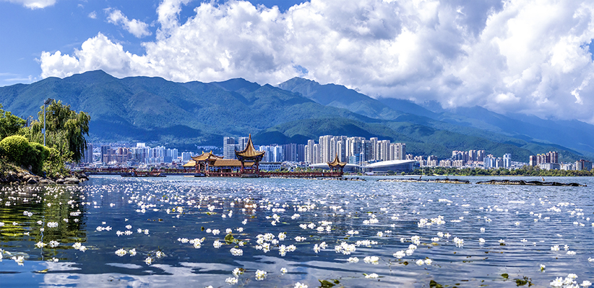洱海里盛开的海菜花。杨继培摄