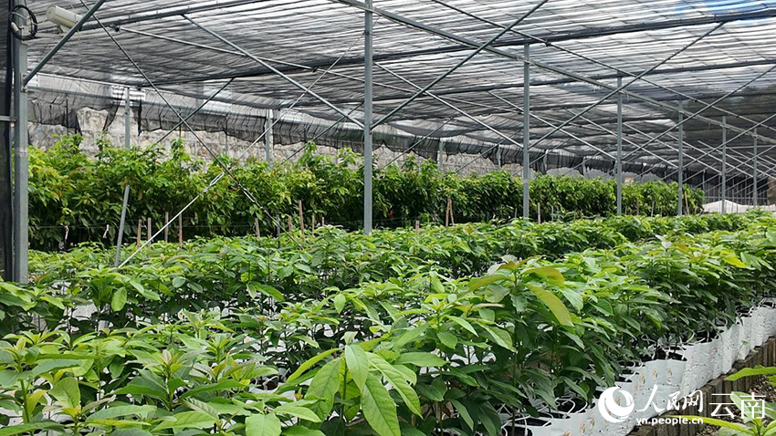 在红河县干热河谷培育的牛油果苗。 人民网记者刘怡摄