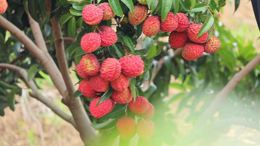 红河干热河谷种植的荔枝。 红河县融媒体中心供图