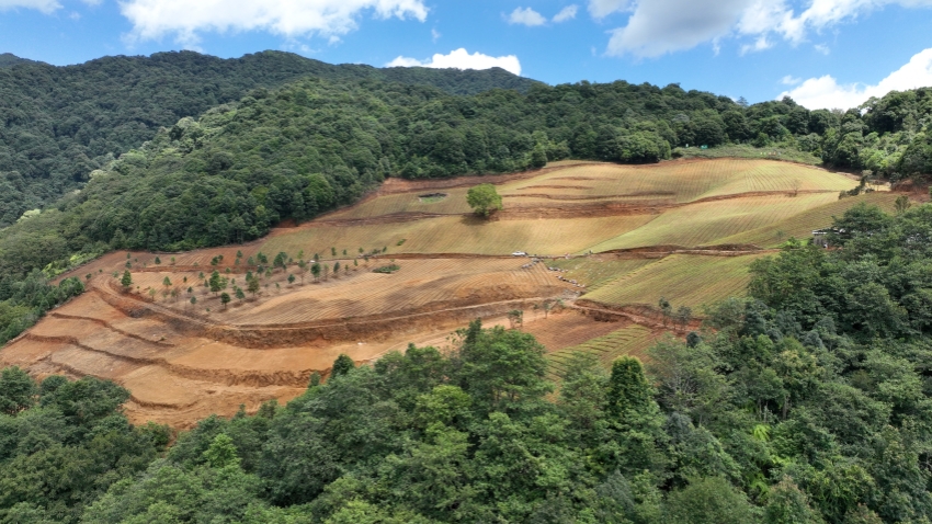 龍街鄉多依樹村荃蔴林組的林下白及種植基地。景東縣融媒體中心供圖