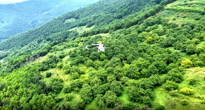 楊一平家的核桃基地。漾濞縣融媒體中心供圖