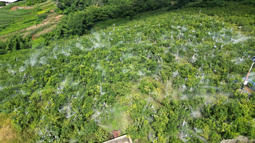 智能水肥一体化管网精准滴灌。毛敬华摄