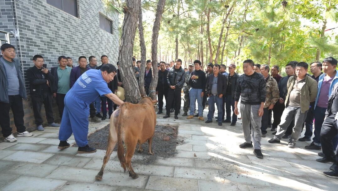 圖為祿豐市開展胚胎移植技術培訓